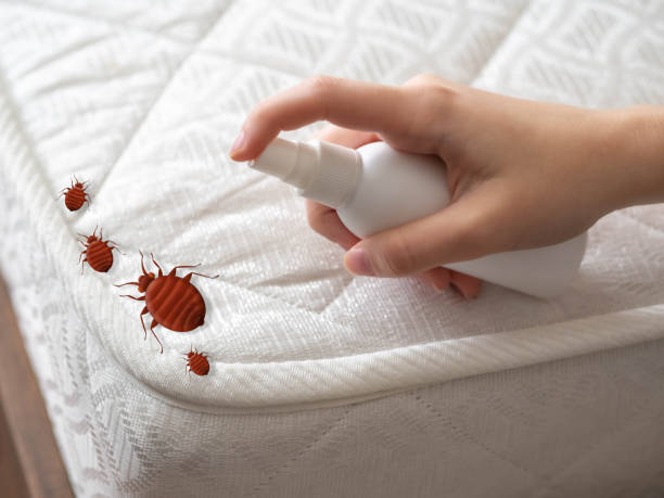 Pest Prevention Services in Los Altos, CA